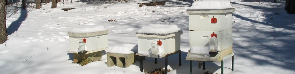 "Snowy Hives"